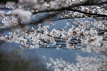 初春樱花图片