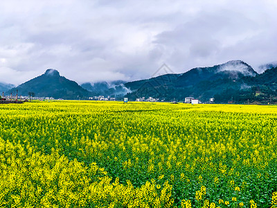 贵州铜仁瓦屋油菜花背景图片