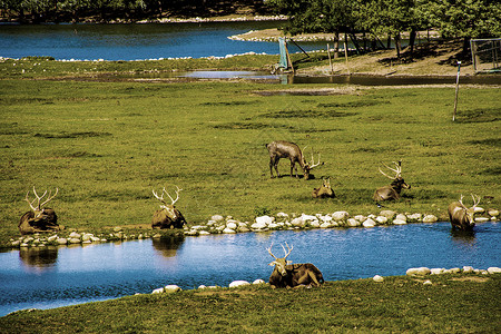 南海子公园麋鹿苑背景图片