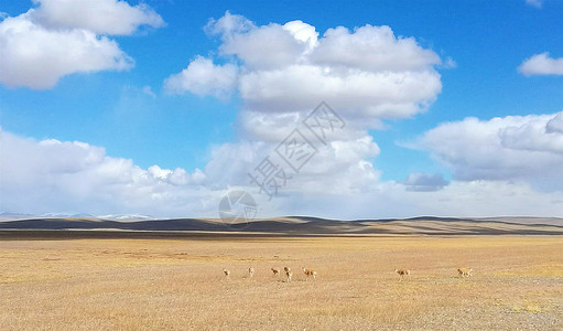 青海三江源保护区的藏羚羊群背景图片