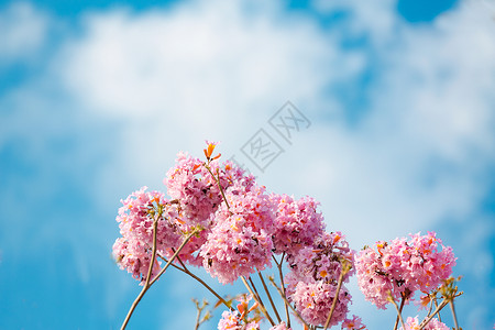 紫花紫草蓝天下紫花风铃花背景