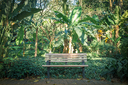 座椅和植被深圳莲花山公园里的树林背景