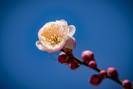 春天的梅花天空下的梅花高清图片