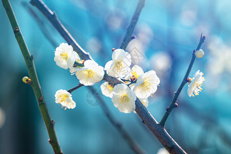 丰庆湖畔绿萼梅春天的花开了绿萼梅背景
