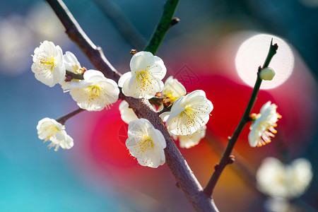 丰庆湖畔绿萼梅春天的花开了绿萼梅背景