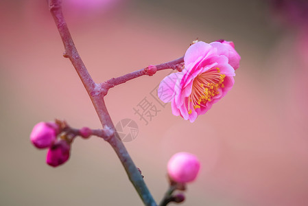 春天的花开榆叶梅背景图片