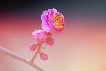 春天的花开榆叶梅图片