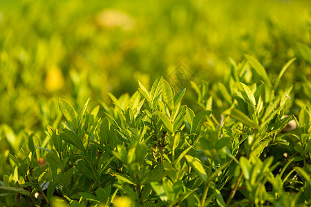 绿植茶园春天素材背景图片