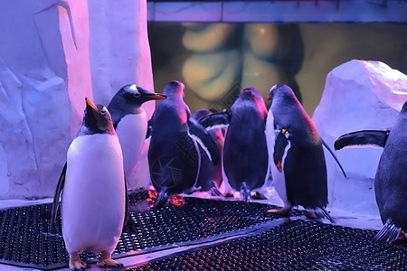 萌蠢小企鹅海洋馆内企鹅背景