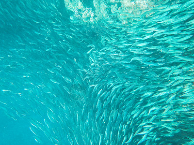 菲律宾马尼拉沙丁鱼群图片
