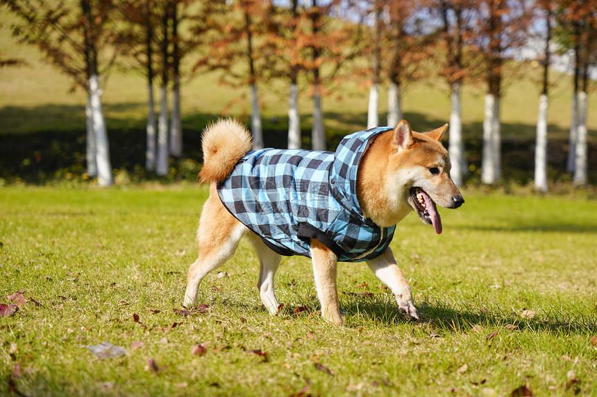 遛狗柴犬图片