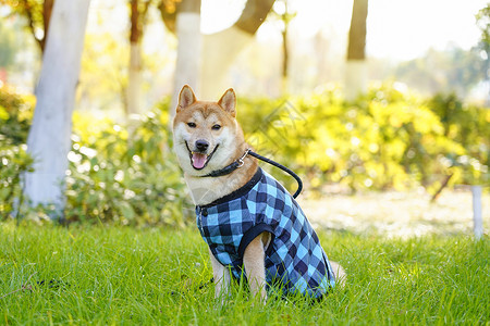 坐着狗狗摄影穿着蓝色衣服的柴犬背景