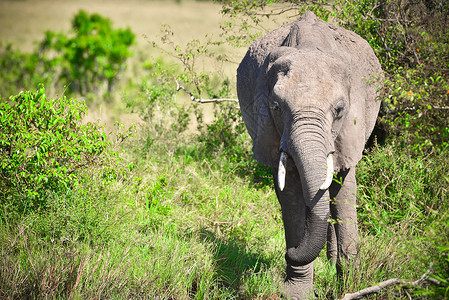 野生非洲丛林象高清图片