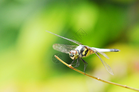 蜻蜓动物观赏高清图片