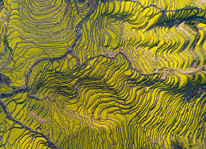 黄河流域地形图婺源油菜花背景