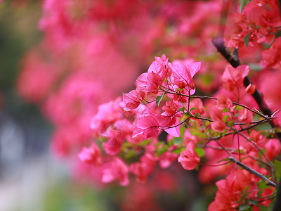 杜鹃花开了三角梅簕杜鹃背景