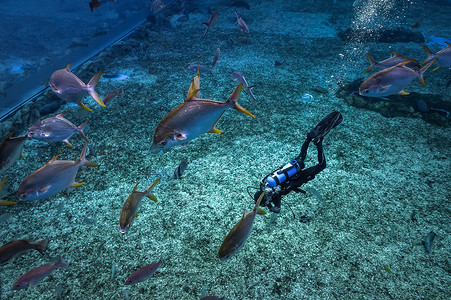 斑斓的海洋生物潜水体验高清图片