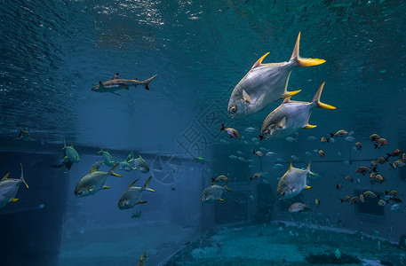水族馆壁纸斑斓的海洋生物背景