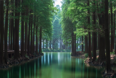 滩涂湿地森林风光高清图片