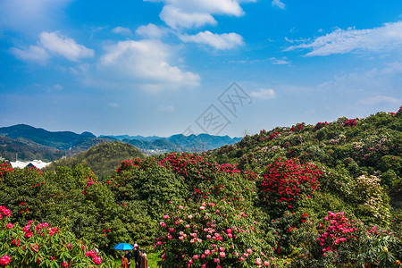 贵州百里杜鹃景区背景图片