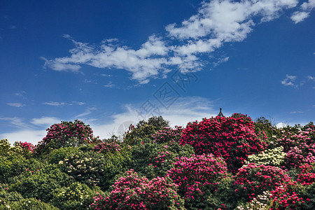 贵州百里杜鹃景区杜鹃花开背景