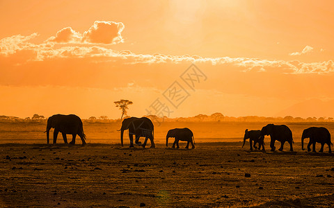 非洲草原年代感非洲象群背景