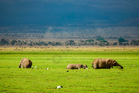 迪纳利国家公园非洲象群背景