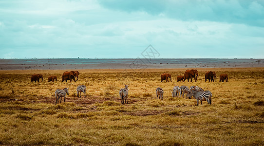 非洲斑马野生动物塞马纳高清图片