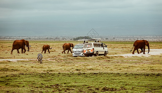 旅游家车素材非洲象群背景