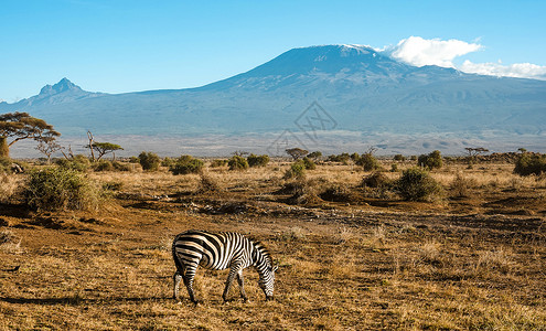 依拉草原非洲斑马背景