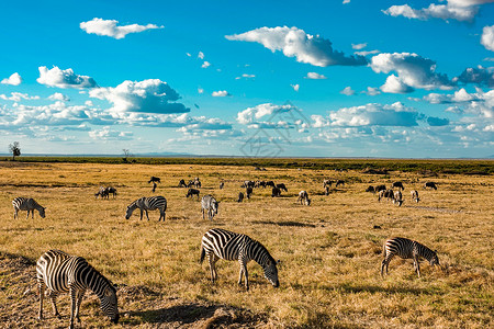 非洲斑马非洲草原斑马高清图片