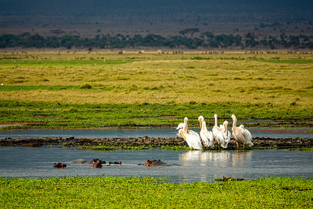 非洲环境保护非洲河马背景