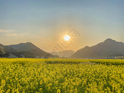 贵州铜仁市瓦屋乡油菜花海背景