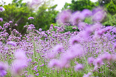 马鞭花草背景