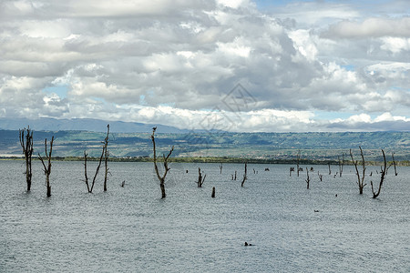 非洲奈瓦沙湖背景图片