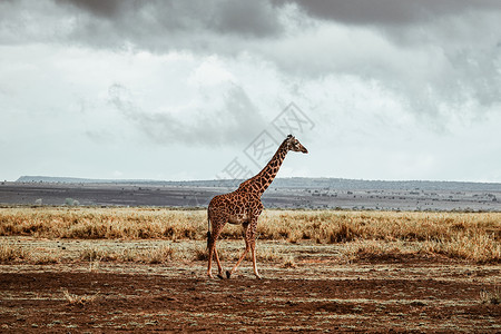 非洲长颈鹿卡拉马野生动物保护协会高清图片