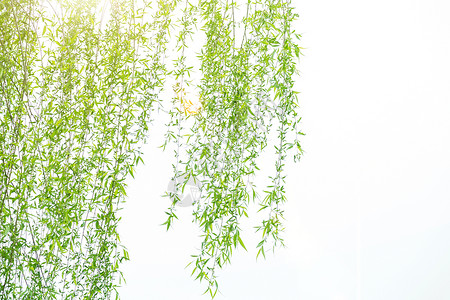 春天里嫩绿的柳树枝背景图片