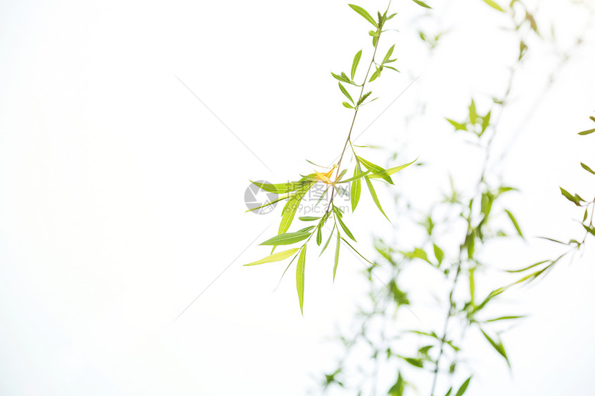 春天里嫩绿的柳树枝图片