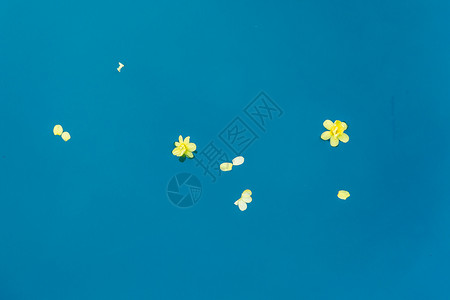 飘在水面的花瓣高清图片