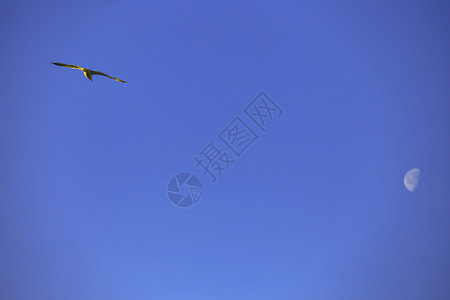 飞向月亮的海鸥蓝色背景高清图片