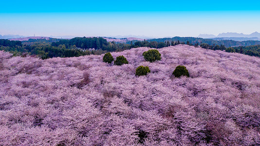 春天花卉山麻杆贵州平坝万亩樱花园背景