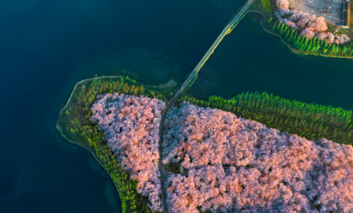 樱花岛贵州平坝万亩樱花园背景