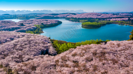 蓝天和十月樱花贵州平坝万亩樱花园背景