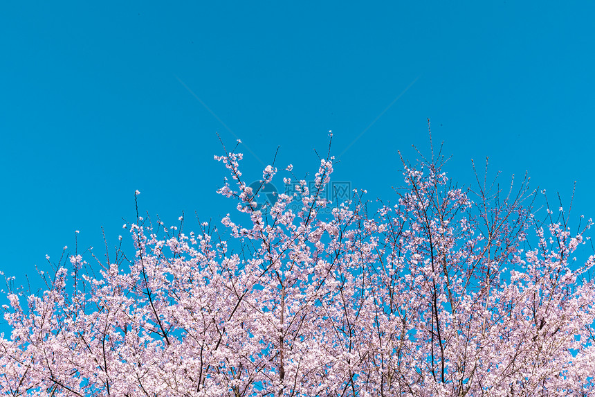 贵州平坝万亩樱花园图片