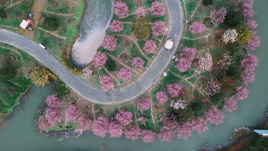 航拍公园春天紫色海棠花盛开背景