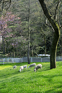 春天公园吃草的羊图片