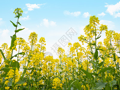 春天盛开的油菜花图片