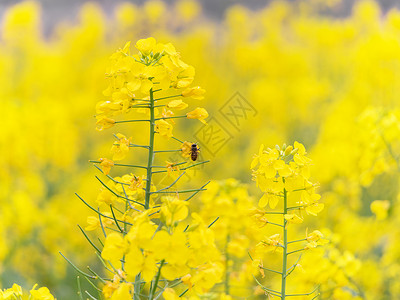油菜花丛中飞舞的蜜蜂图片
