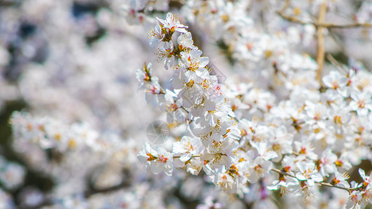 樱花花束玉渊潭樱花绽放背景