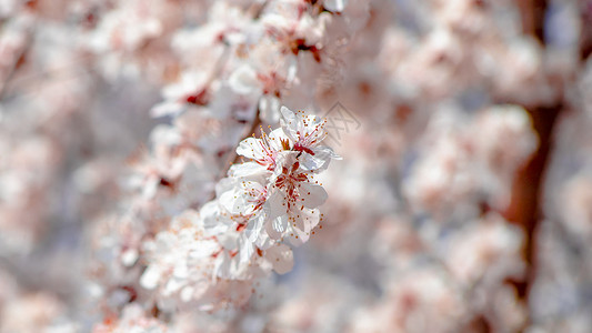 樱花花束玉渊潭樱花背景